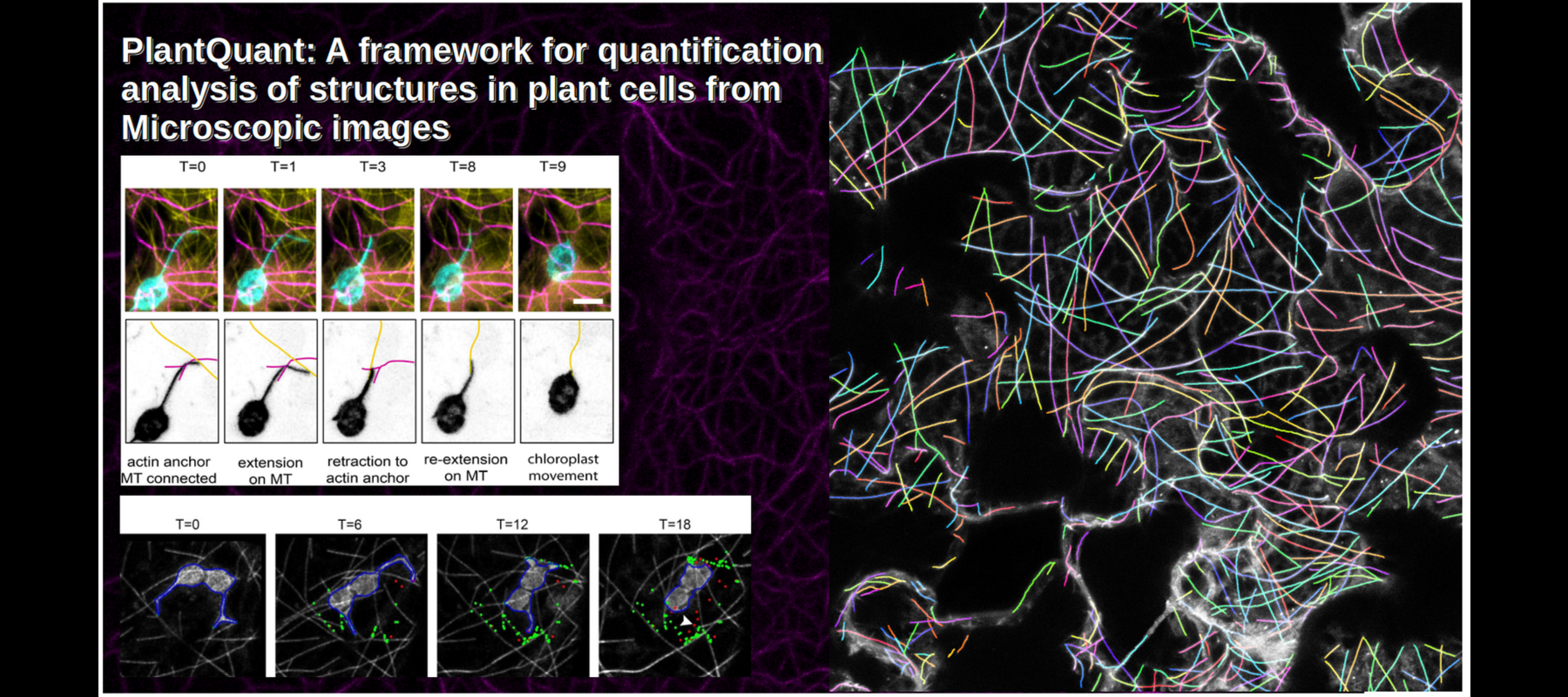 PlantQuant: A framework for quantification analysis of structures in plant cells from microscopic images